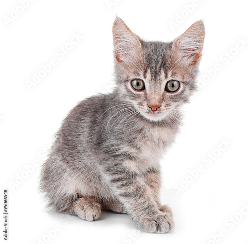 Cute little grey kitten, isolated on white