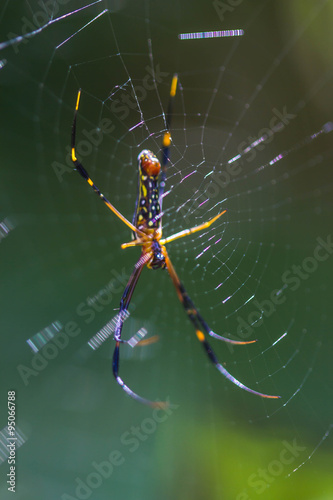 Golden Orb-weaver Spider
