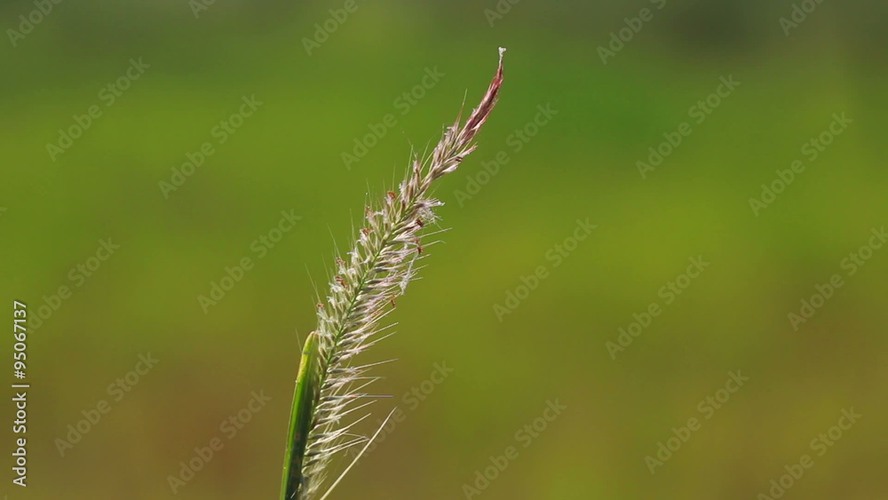 The grass was swaying in the wind. Natural garden in the morning. The grass was swaying in the wind. Natural garden in the morning.