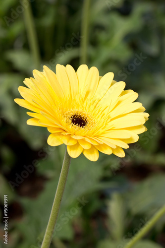 Yellow gerbera flower  Brilliance .