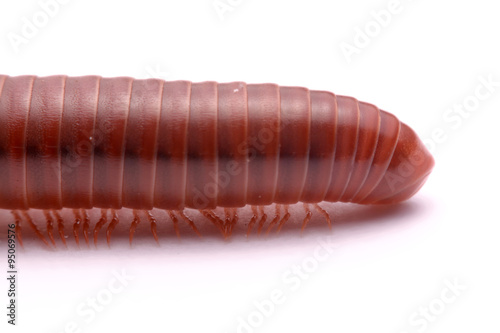 Close up millipede red on a white background.