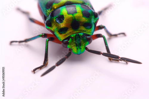 Close up Rainbow shield bug holding (Calidea dregii) on a white background.