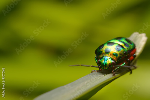Rainbow shield bug holding grass