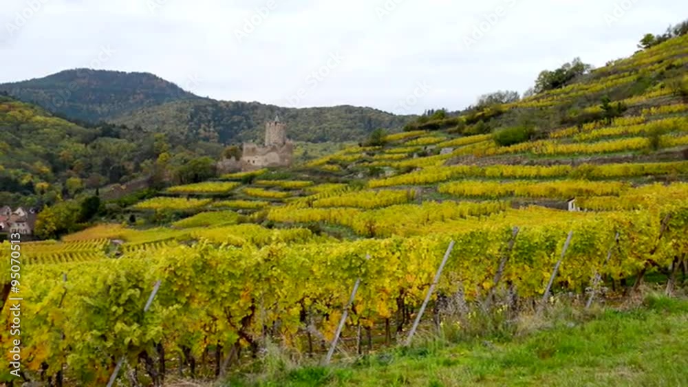 Village and vineyard in Alsace France Village and vineyard in Alsace France