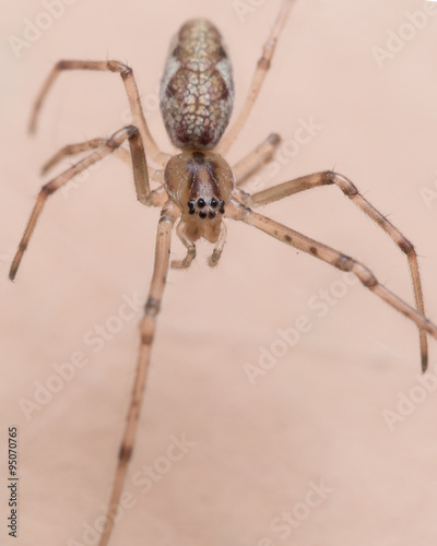 Close up Portrait of Daddy-Long Legs (Cellar Spider)