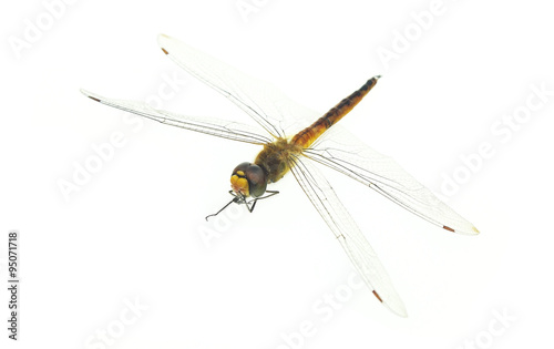 Dragonfly on white background