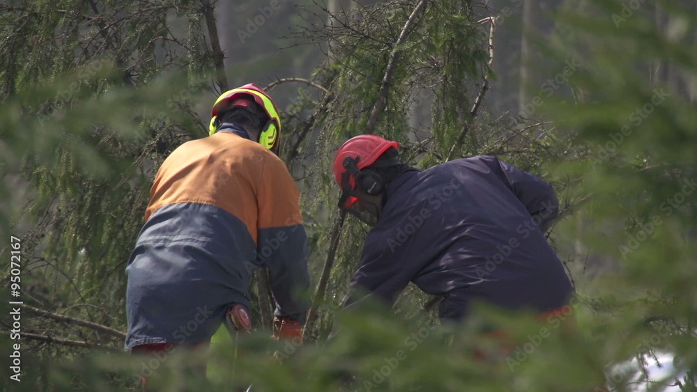 custom made wallpaper toronto digitalForesters working in forest