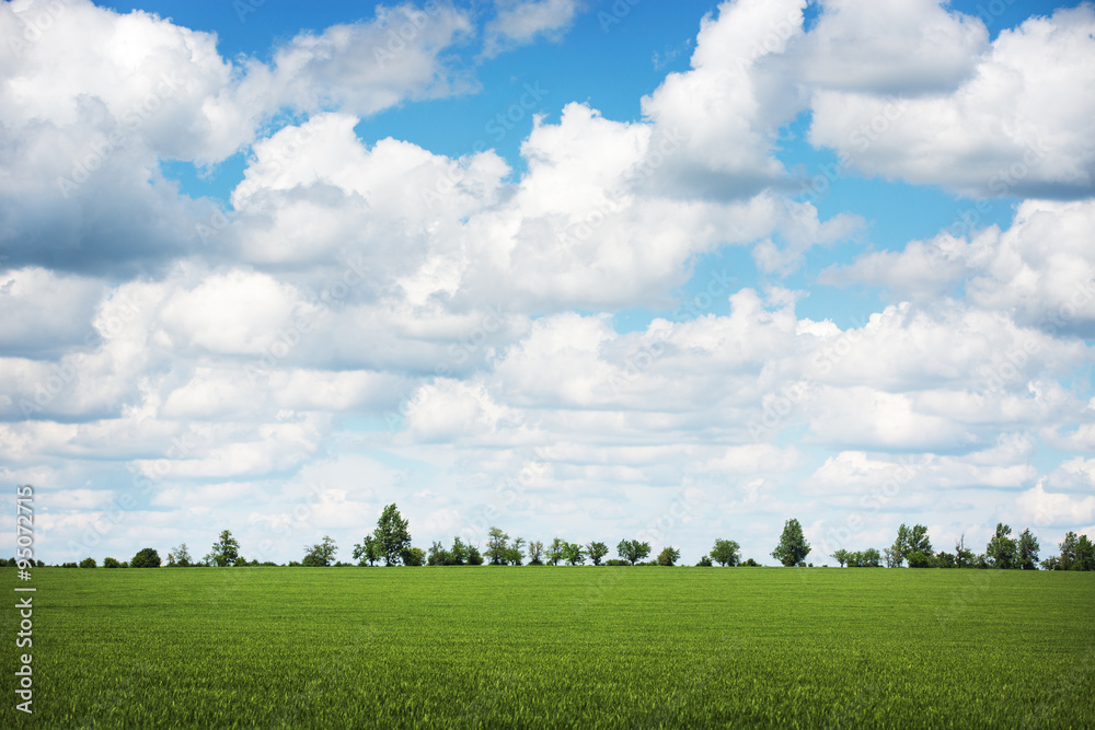 Field of fresh green grass and beautuful sky Field of fresh green grass and beautuful sky