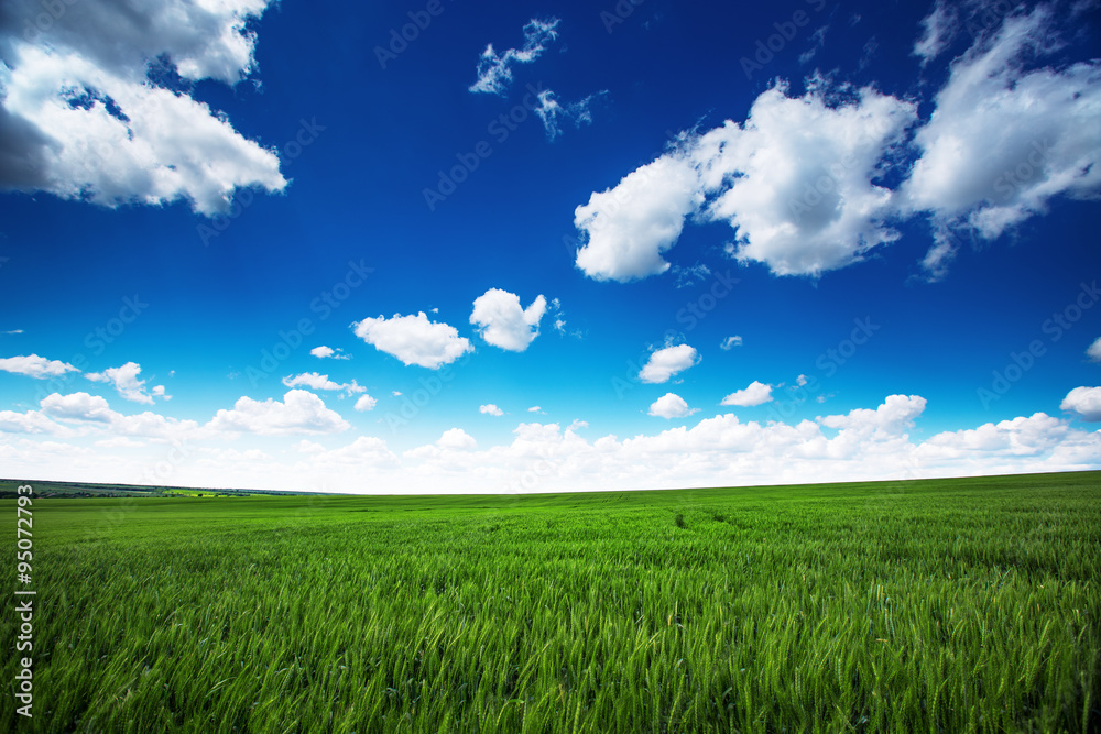 Wheat field against blue sky with white clouds. Agriculture scen