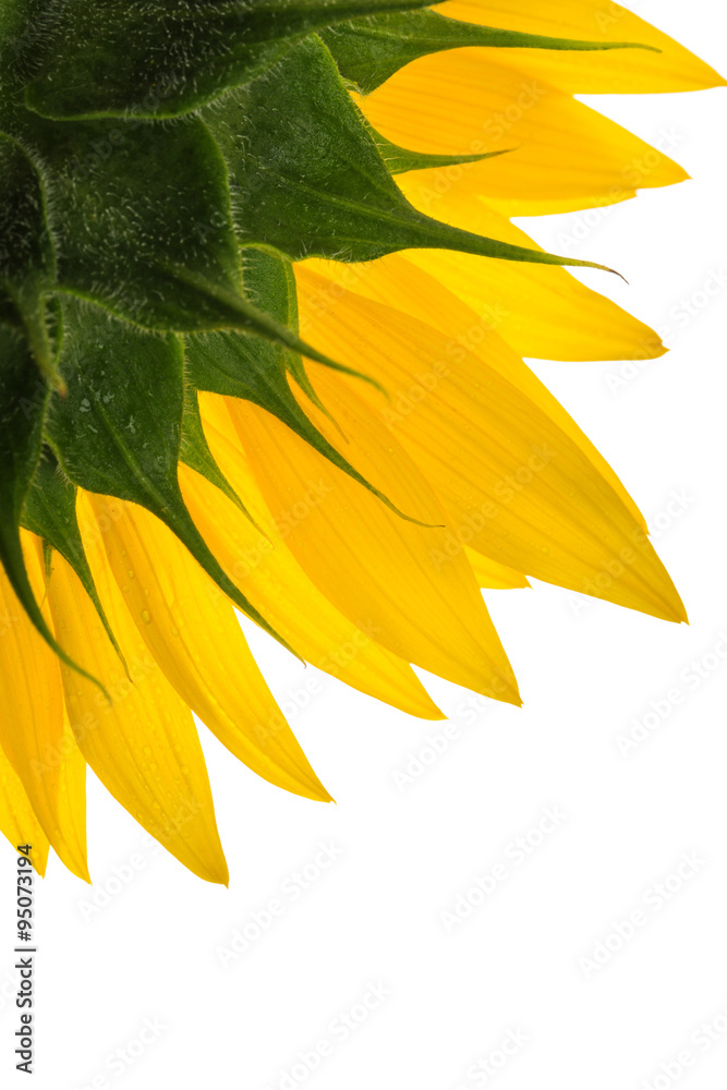 Fototapeta premium Sunflower and drops on the petals isolated on white background