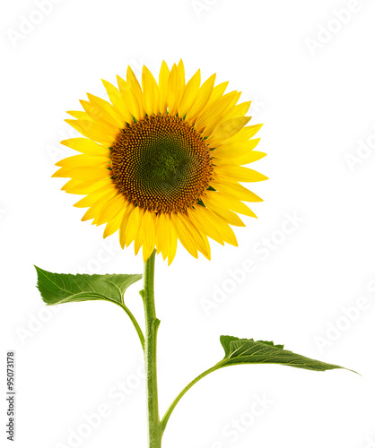 Fototapeta Naklejka Na Ścianę i Meble -  Sunflower isolated on white