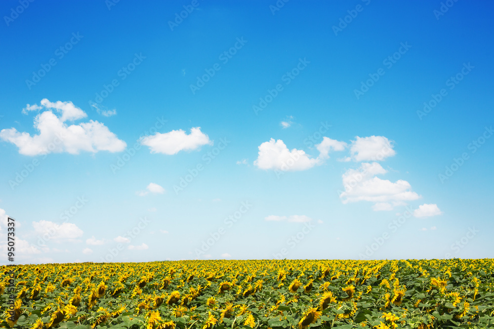 Fluffy clouds and sunflowers in the field