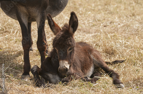 Donkey