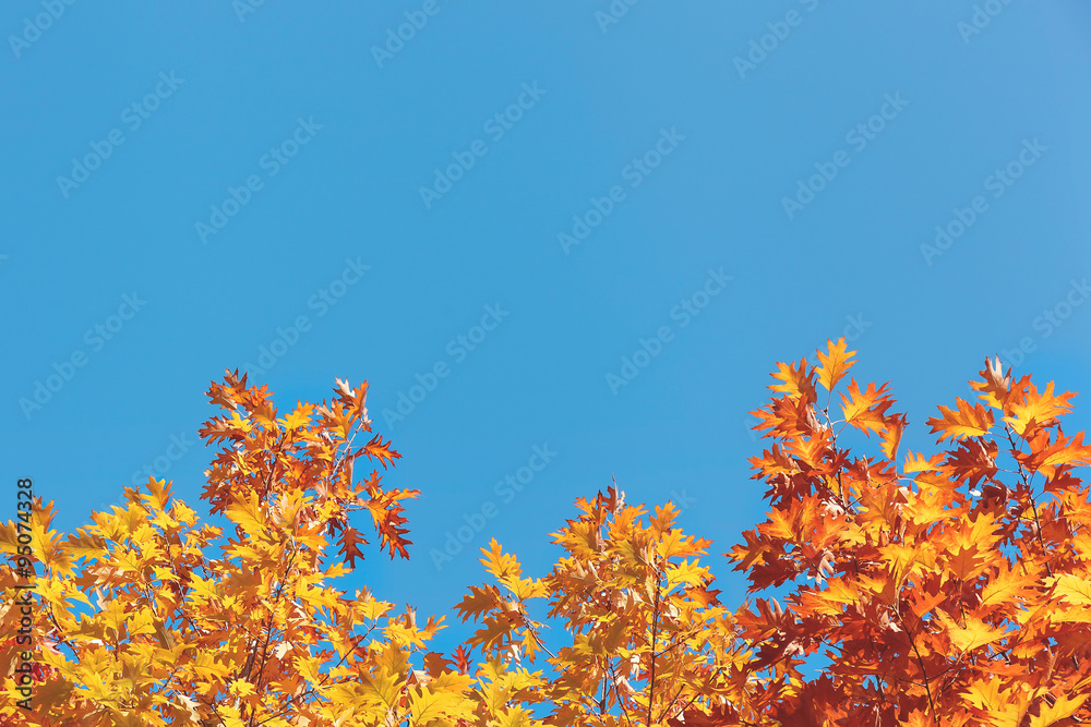 Yellow autumn foliage in front of blue sky Yellow autumn foliage in front of blue sky