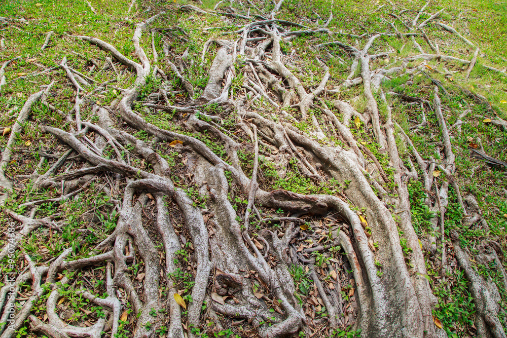 Fototapeta premium Tree roots background