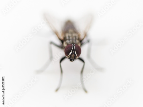 common housefly close up on white