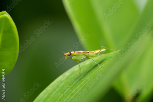 Mantis on the Leaf © chenhawnan