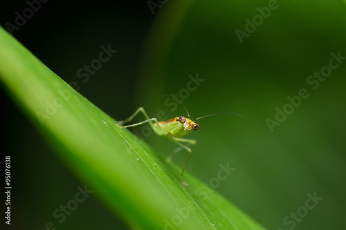 Mantis on the Leaf