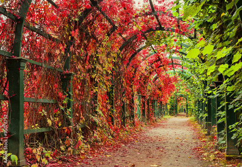 Autumn archway in the garden. photo