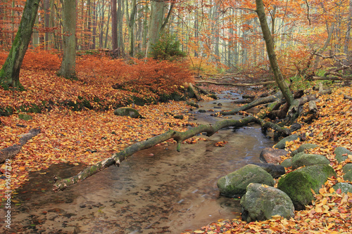 River in forest. Autumn forest in Poland