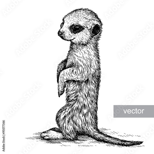 engrave meerkat illustration
