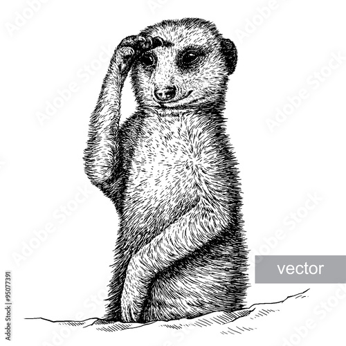 engrave meerkat illustration