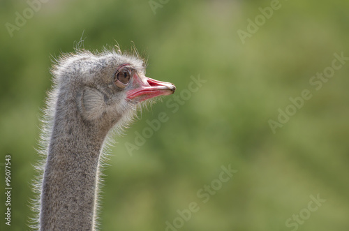 Ostrich head close up, animal farm.