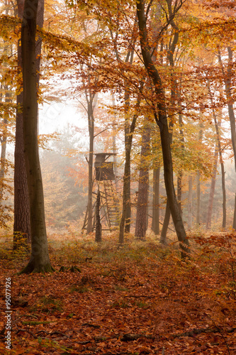 Herbstliche Waldlichtung © Ingairis