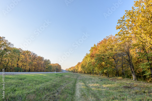 Autumn trees in a forest at dusk