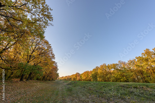 Autumn trees in a forest at dusk