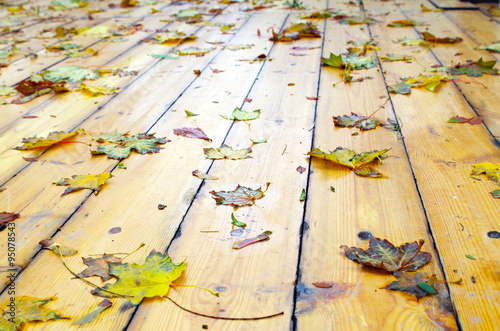 Selective focus on wet fallen autumn maple leaves closeup