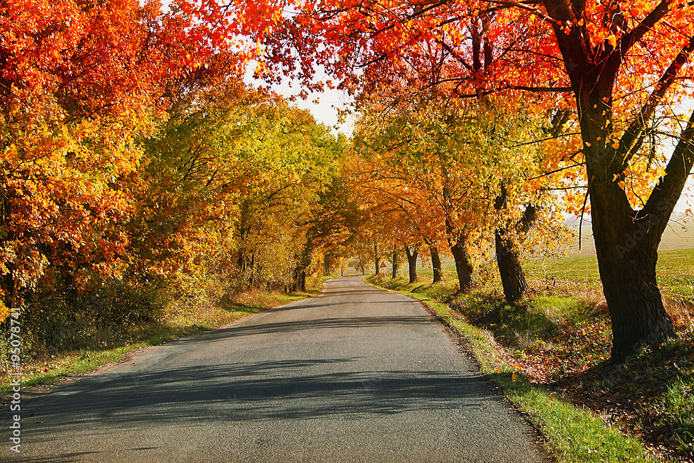 Autumn landscape with road and colorful autumn trees