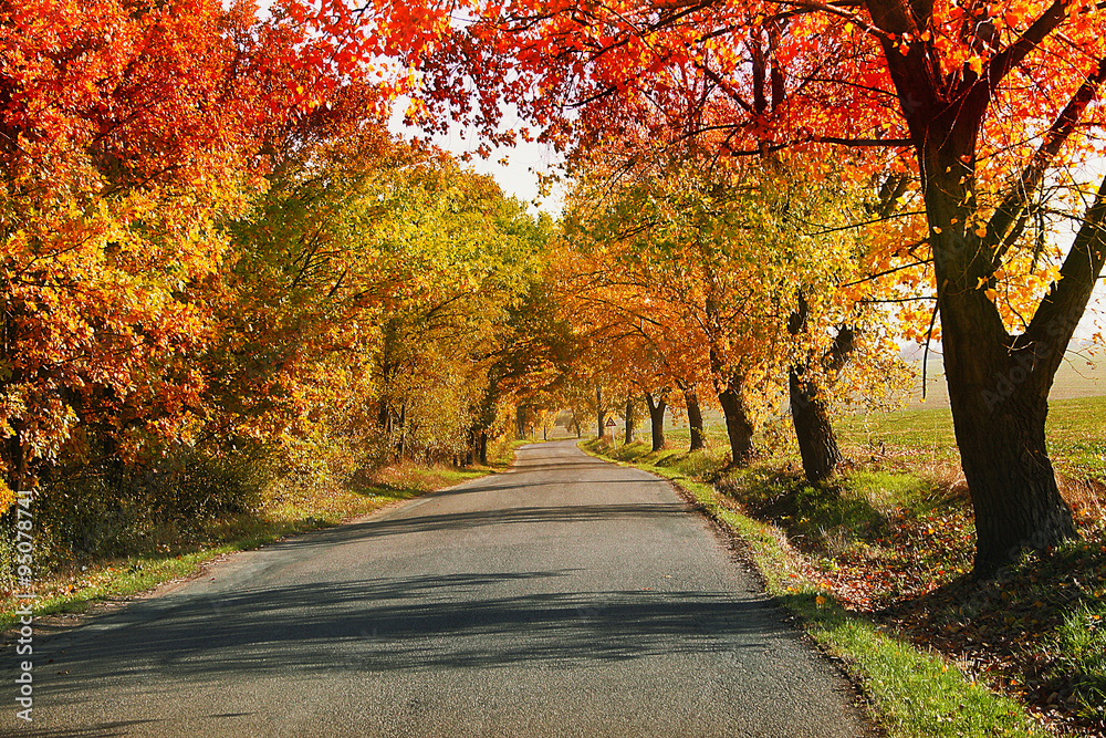 Naklejka premium Autumn landscape with road and colorful autumn trees
