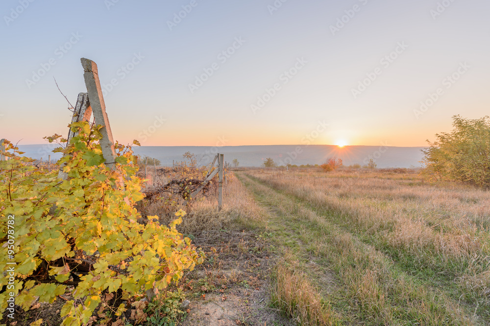Autumn yellow vine landscape at dusk