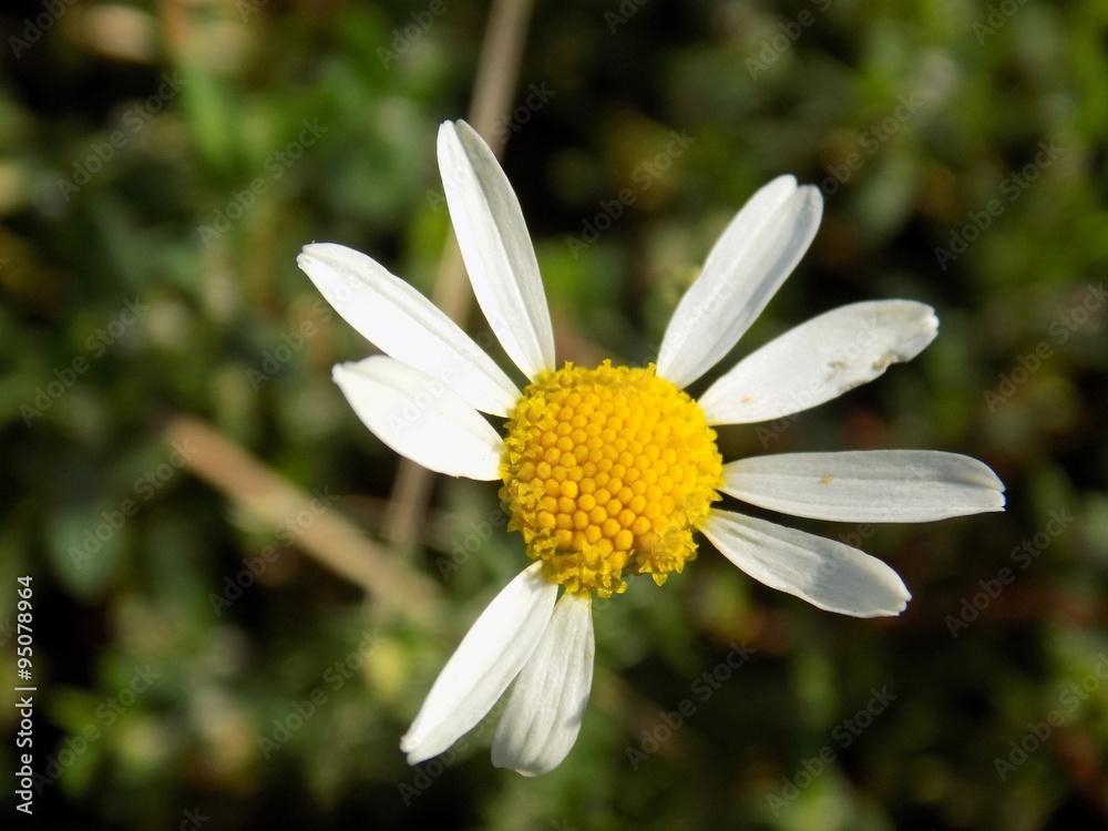 Fototapeta premium Daisy