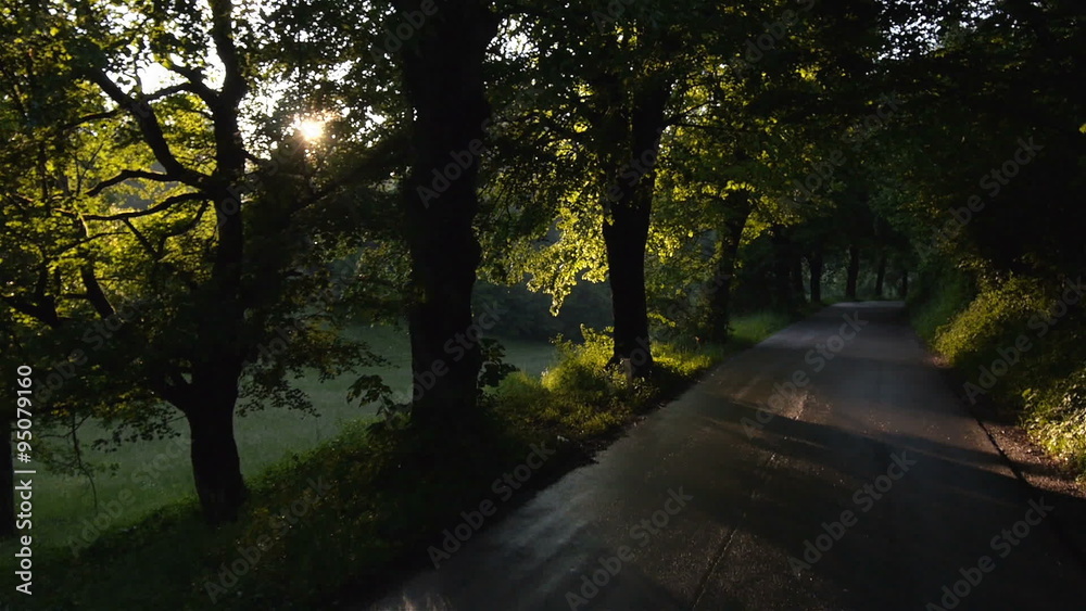 SLOW MOTION: Sun flares along the forest road SLOW MOTION: Sun flares along the forest road