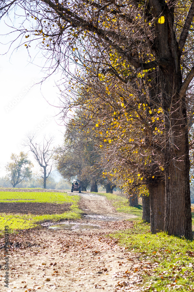 Naklejka premium Rural scene