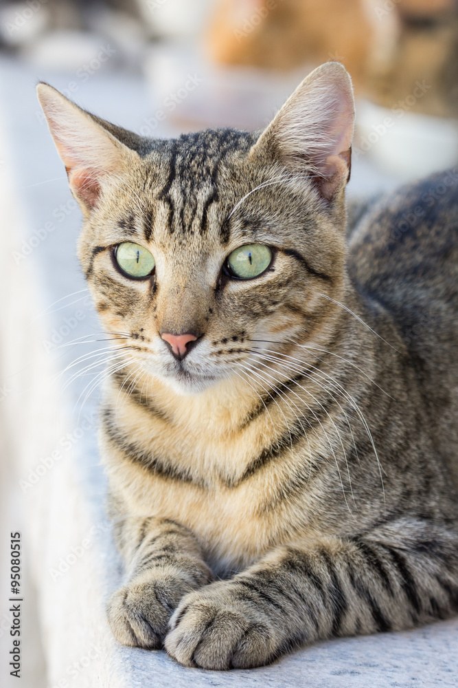Close-up of a domestic cat staring at something ears up.