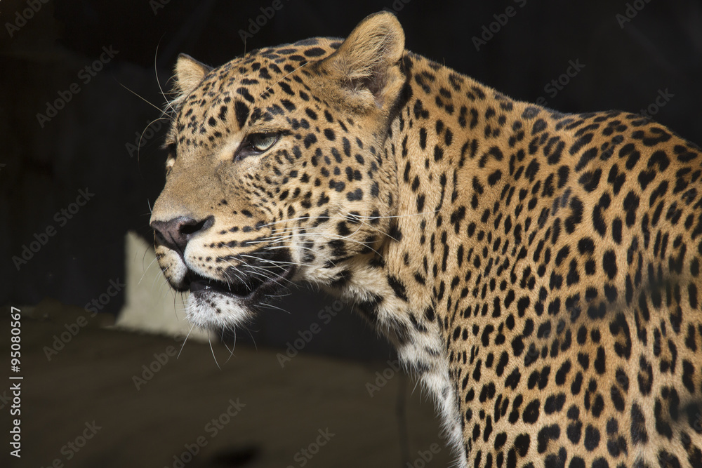 Obraz premium portrait of a male Sri Lanka Leopard, Panthera pardus kotiya