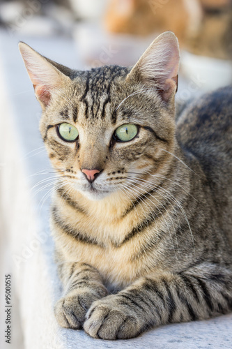 Close-up of a domestic cat staring at something ears up.