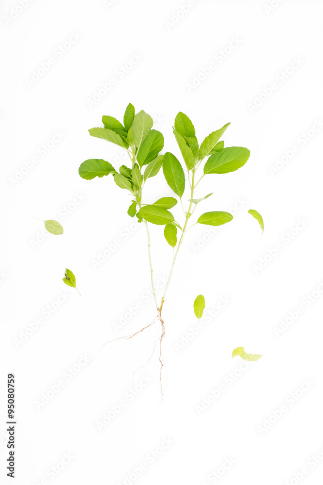 Green basil isolated on the white background Green basil isolated on the white background