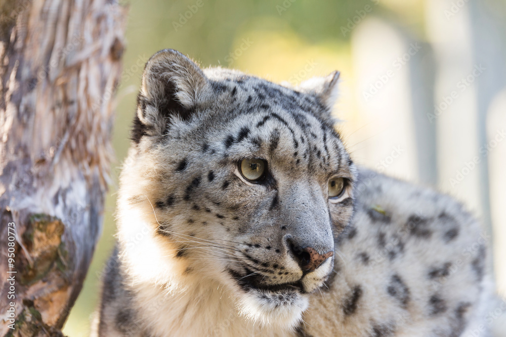 Fototapeta premium snow leopard, Uncia uncia