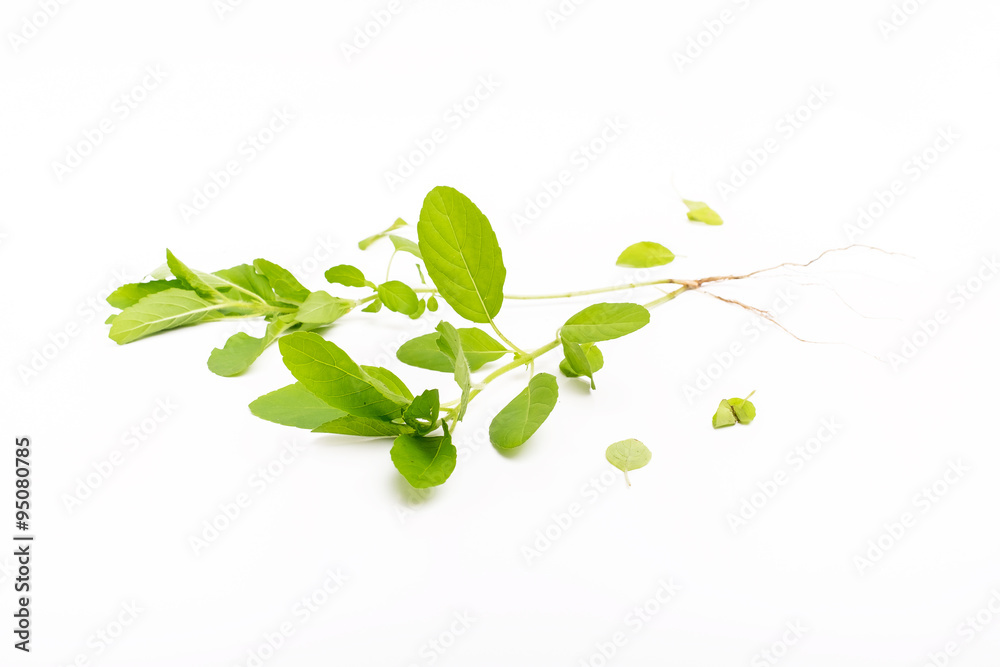 Obraz premium Green basil isolated on the white background