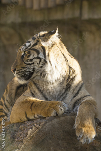 Young female Sumatran tiger  Panthera tigris sumatrae