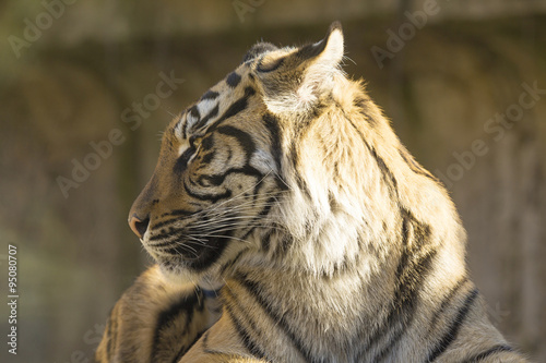 Fototapeta Naklejka Na Ścianę i Meble -  Young female Sumatran tiger, Panthera tigris sumatrae