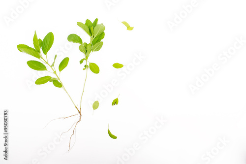Green basil isolated on the white background