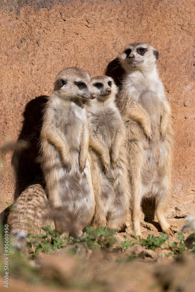 meerkat or suricate