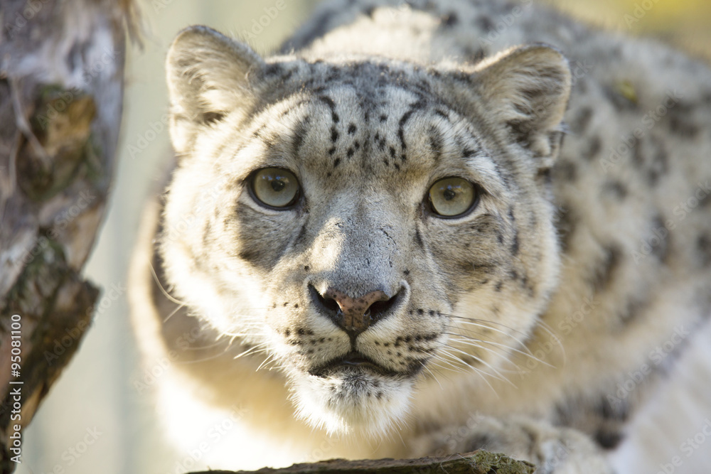 Fototapeta premium resting snow leopard, Uncia uncia, portrait.