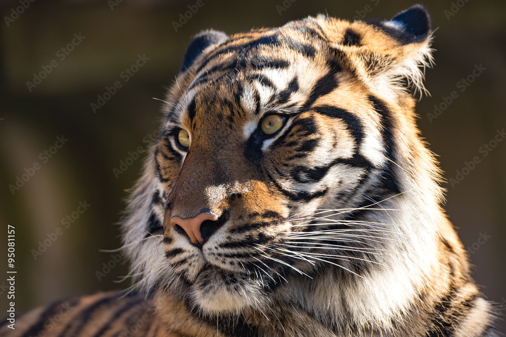 Fototapeta premium Sumatran Tiger, Panthera tigris sumatrae
