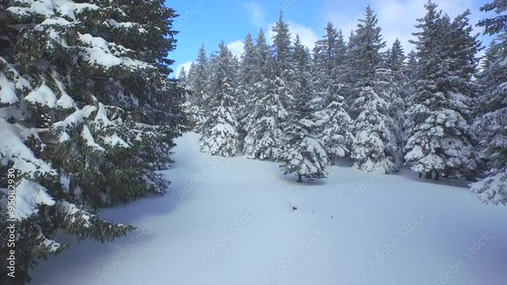 AERIAL: Following the footsteps in snow through winter forest AERIAL: Following the footsteps in snow through winter forest